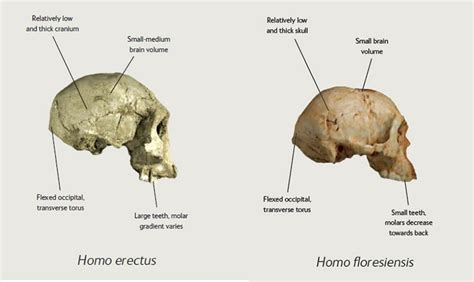 Homo Floresiensis The Real Life Hobbit Natural History Museum