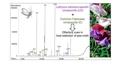 Olfactory Cues From Different Plant Species In Host Selection By Female