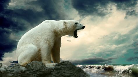 Polar Bear Near Seashore Polar Bears Bears Animals Hd Wallpaper