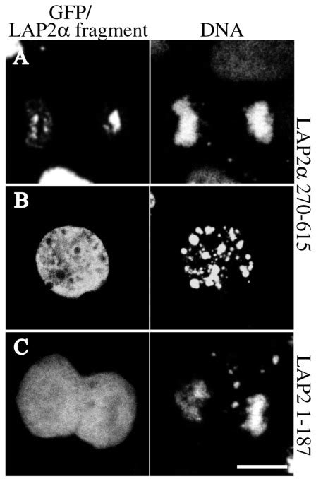 Distinct Functions Of The Unique C Terminus Of Lap2α In Cell