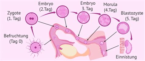 Dritte Schwangerschaftswoche Befruchtung Und Entwicklung Des Embryos