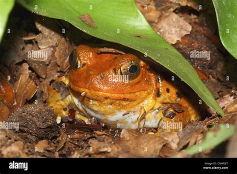 False Tomato Frog Dyscophus Guineti Sitting On Forest Ground Under A