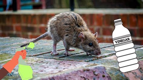 Se D Barrasser Des Rats Avec Du Vinaigre Blanc