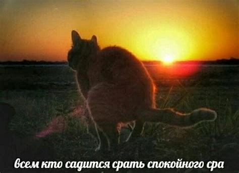 спокойного сра | Мемы, Сумасшедшая кошатница, Веселые мемы