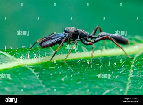 A Male Ant Mimic Jumping Spider Myrmarachne Cornuta On Green Leaf