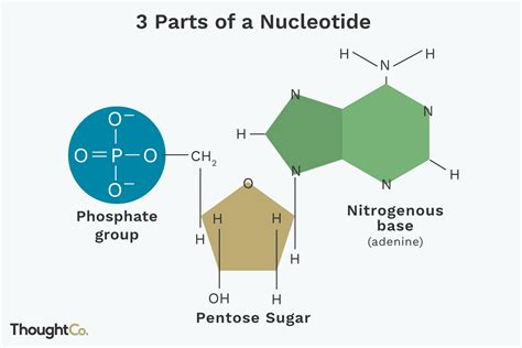 3 Parts Of A Nucleotide And How They Are Connected