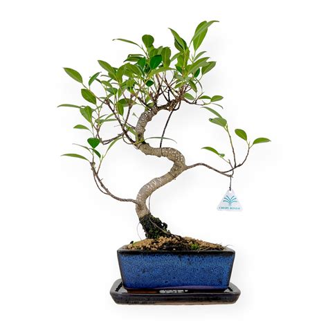 Set Ficus Retusa 31 Cm