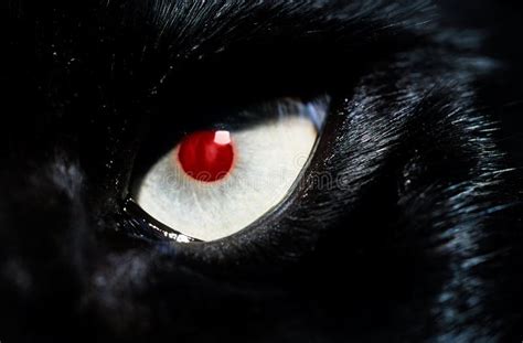 Cerrar El Gato Negro Con Los Ojos Rojos Imagen De Archivo Imagen De