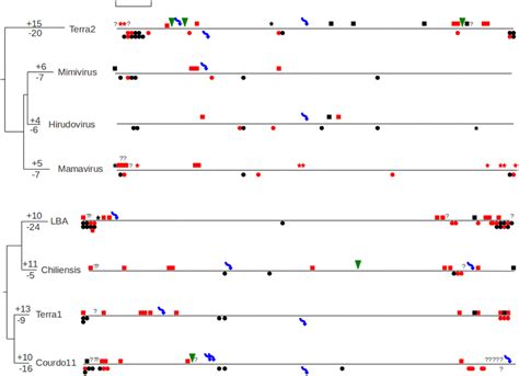 Frontiers Genomic Comparison Of Closely Related Giant Viruses