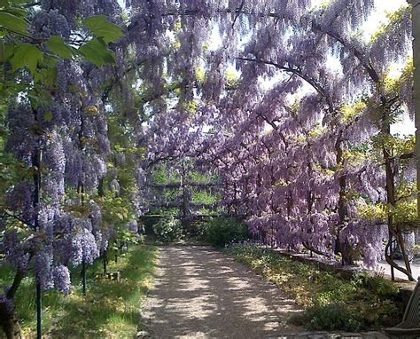 Wisteria Wisteria North Carolina Extension Gardener Plant Toolbox