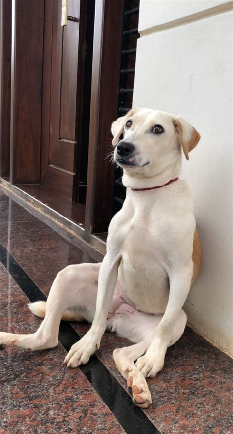 My dog sits funny. : r/aww