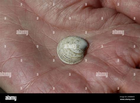 Striped Venus Chamelea Striatula Mollusca Stock Photo Alamy
