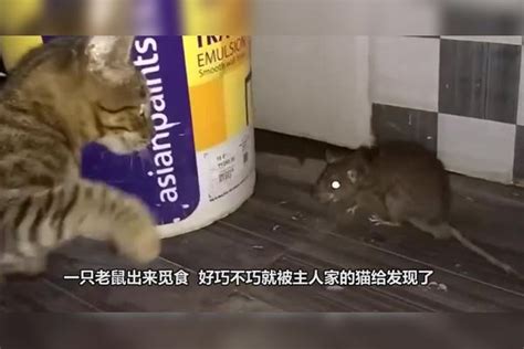 猫被老鼠追了半条街！街头上演奇葩一幕，老鼠：这事我能吹一辈子 老鼠 奇葩