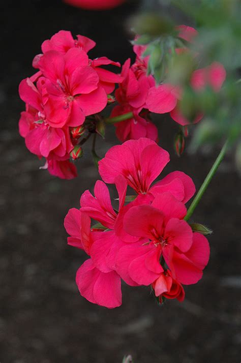 Precision Dark Salmon Ivy Leaf Geranium Buchanan S Native Plants