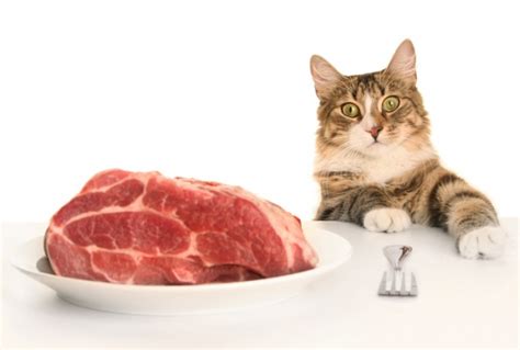 O Que Os Gatos Podem Comer Alimentos Humanos Que Os Gatos Podem