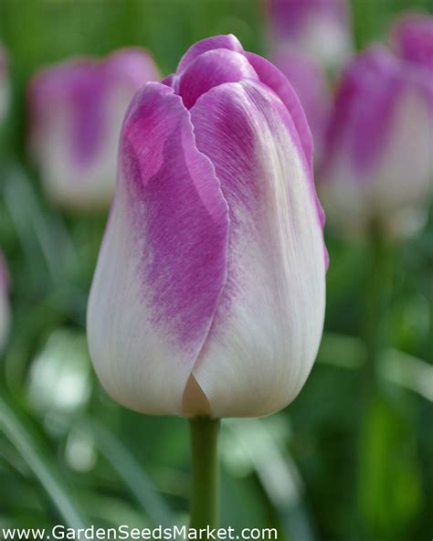 Tulipa Shirley Tulip Shirley 5 Bulbs Garden Seeds Market Free