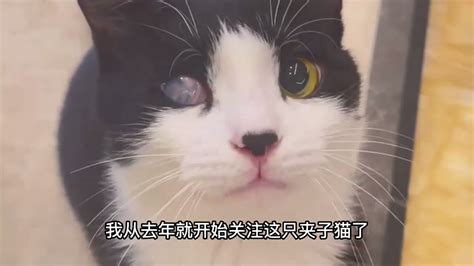 每日大作战 on Twitter 活着真好 一只流浪的奶牛猫