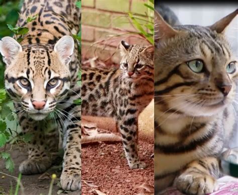 Saiba qual é a diferença entre gato bengal gato do mato e jaguatirica