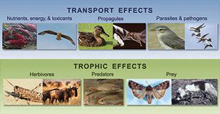 The Migratory Connectivity Project Migratory Animals Couple ...