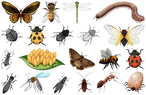 Colecci N De Diferentes Tipos De Insectos Vector Gratis