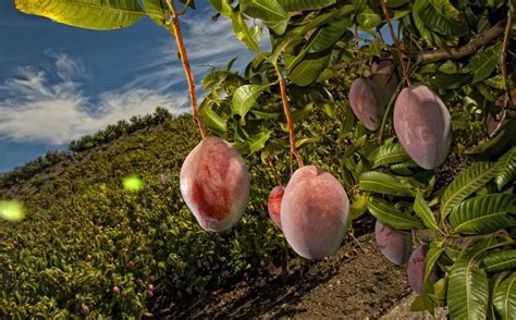 Conoce 10 Beneficios De Comer Mango El Jacaguero