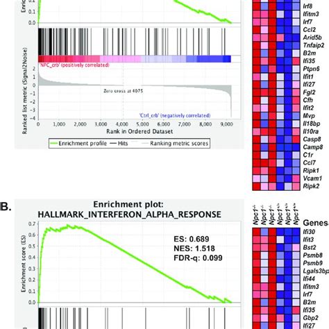 Gsea Reveals The Activation Of A Interferon Gamma Response And B