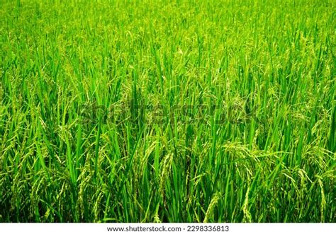 13 Rice Cultivation Whole Process Images, Stock Photos & Vectors ...