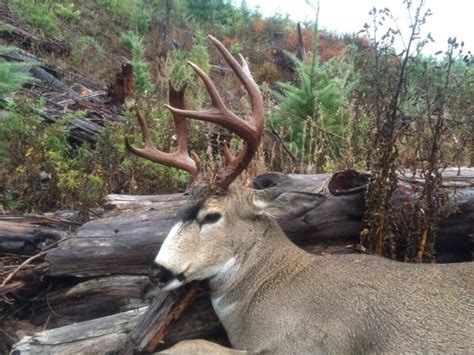 Oregon Coastal Blacktail | Hunt Talk