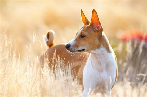 Basenji: Full Profile, History, and Care