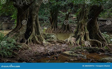 Beautiful Tree Roots In A Tropical Forest Stock Photo Image Of