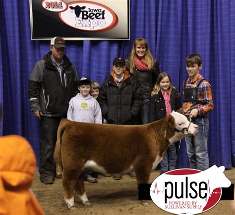 Iowa Beef Expo – Mini Hereford Heifers | The Pulse