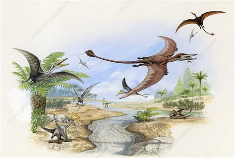 Pterosaur Flying Reptiles Illustration Stock Image C0531875