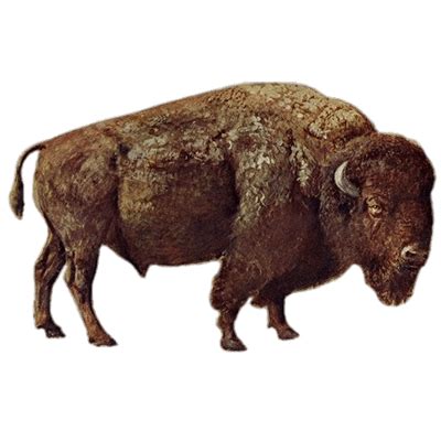 Bison transparent PNG images - StickPNG