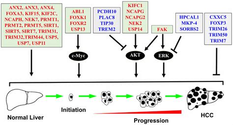 Novel Oncogenes And Tumor Suppressor Genes In Hepatocellular Carcinoma