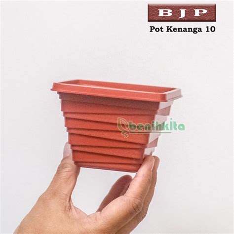 Jual Pot Tanaman Bunga Kenanga 10 BJP Shopee Indonesia