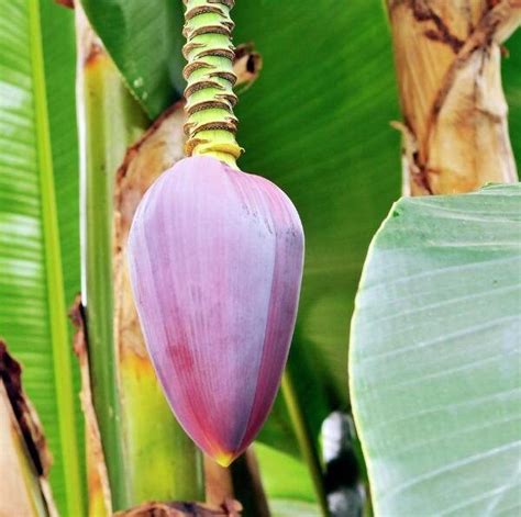 Musa Sikkimensis Red Tiger Darjeeling Banana Red Tiger Etsy