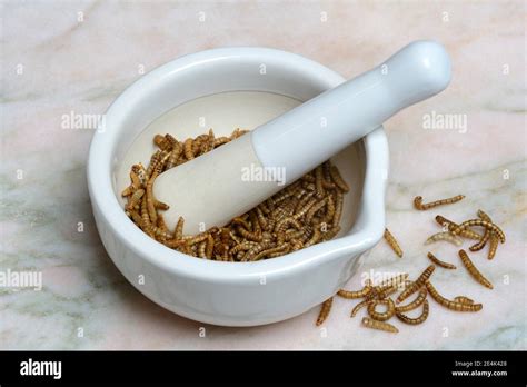Flour Worm Crushing Of Flour Worms In Grating Bowl Tenebrio Molitor