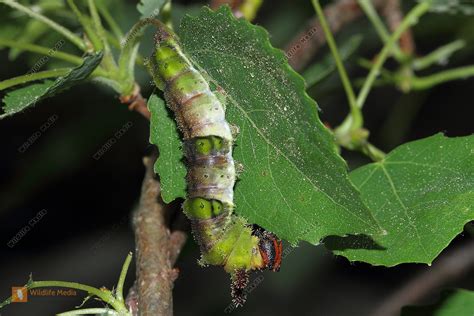 Gro Er Eisvogel Raupe Bild Bestellen Naturbilder Bei Wildlife Media