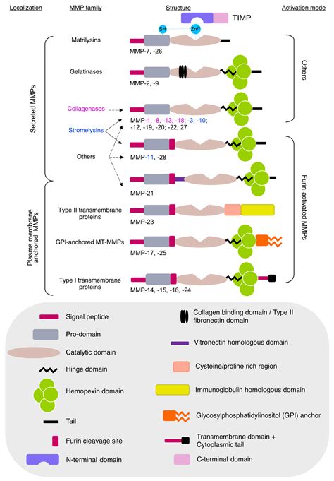 Ijms Free Full Text Roles Of Matrix Metalloproteinases And Their