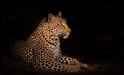 majestic leopard   dark