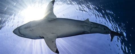 Scientists Are Surprised by What Great White Sharks Are Actually Eating
