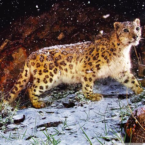 Snow Leopard Flurries Ultra HD Wallpaper for 4K UHD TV & Desktop : Widescreen & UltraWide ...