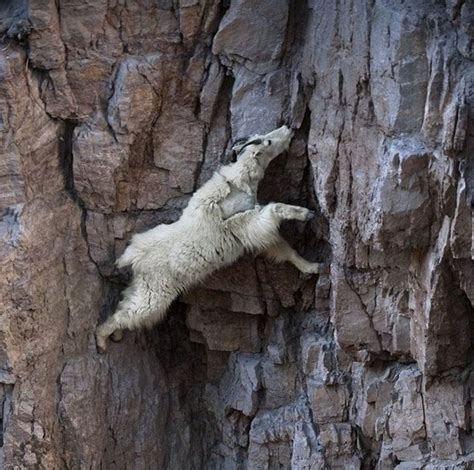 20 Fotos Sorprendentes Que Muestran Que Las Cabras Pueden Escalar