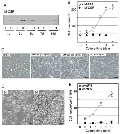 Mechanisms Of Microglia Proliferation In A Rat Model Encyclopedia Mdpi