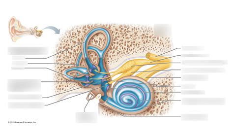 Cochlea Diagram | Quizlet