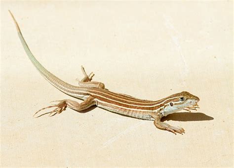 Desert Grassland Whiptail Lizard Aspidoscelis Uniparens Photograph Of