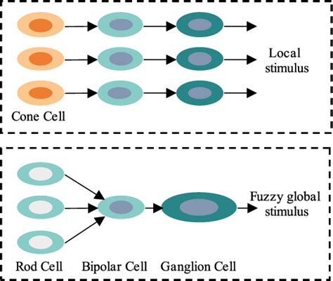 Figure 3 From A Benchmark Dataset Of Endoscopic Images And Novel Deep