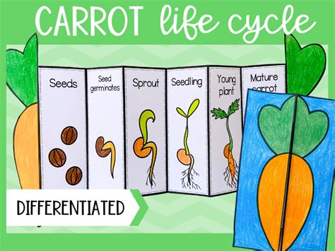 Life Cycle Of A Carrot Foldable Sequencing Cut And Paste Activity