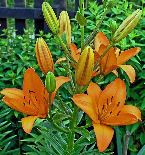 Lily Flower The Cup Of - Free photo on Pixabay - Pixabay