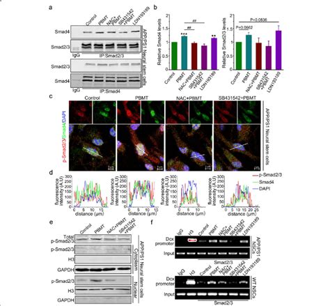 Activation Of Tgf Smad Signaling By Pbmt Directs App Ps Nsc